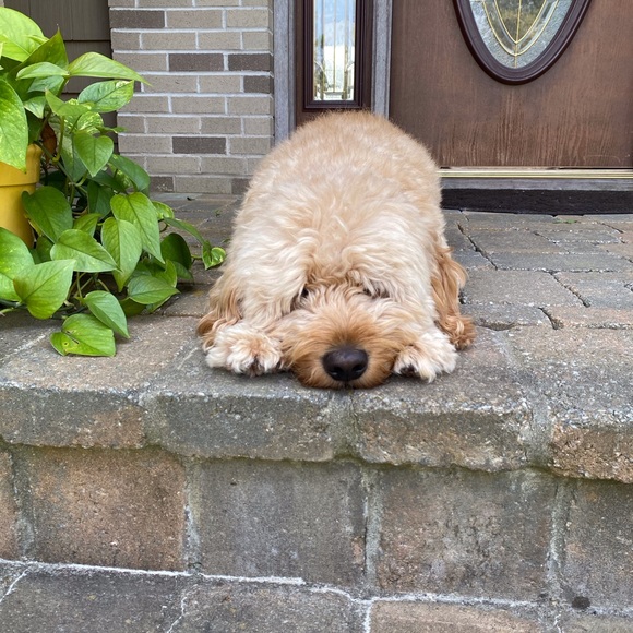 Meet your Posher, Melanie - Picture 5 of 7